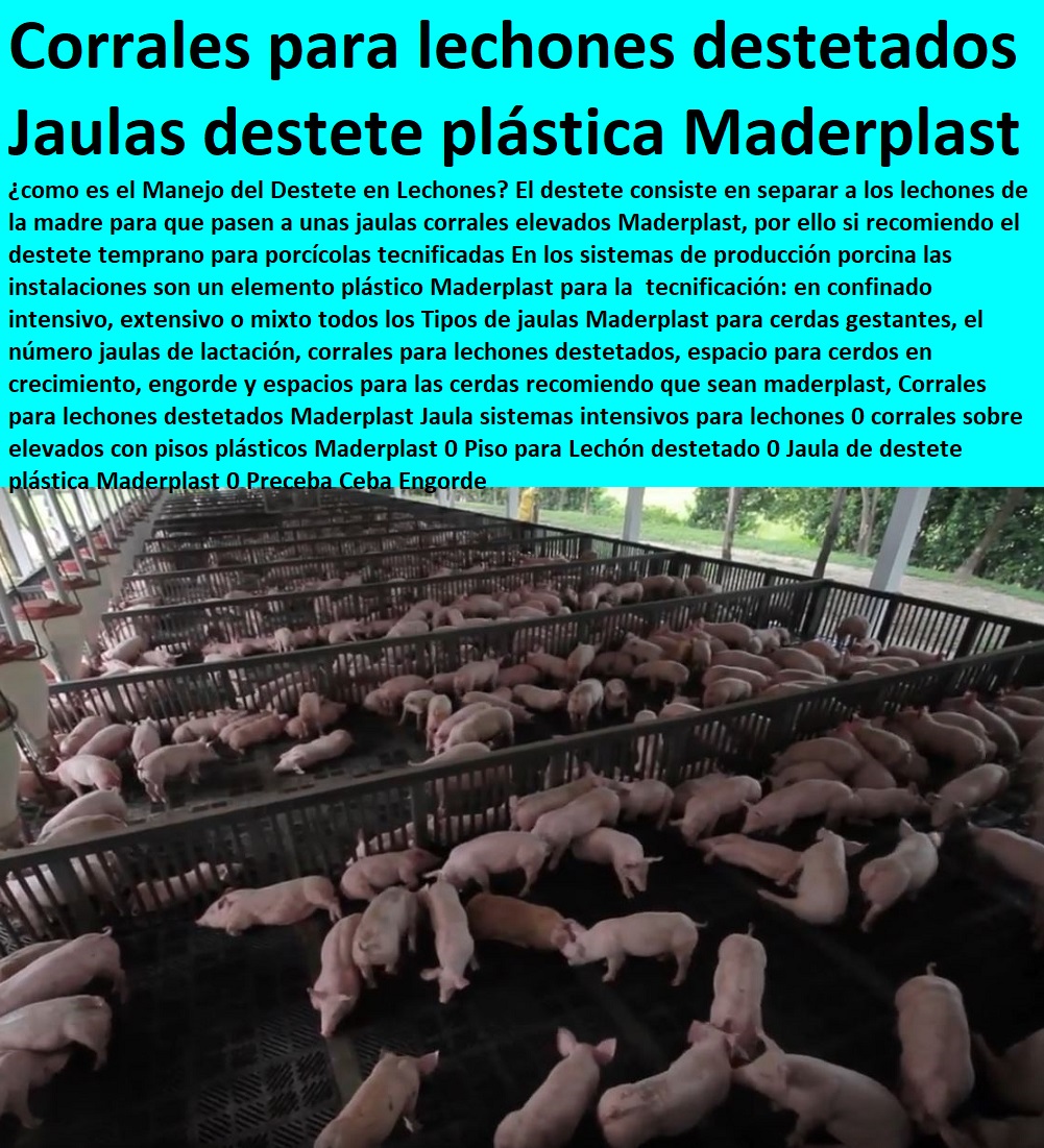 Corrales para lechones destetados Maderplast Jaula sistemas intensivos para lechones 0 corrales sobre elevados con pisos plásticos Maderplast 0 Piso para Lechón destetado 0 Jaula de destete plástica Maderplast 0 Preceba Ceba Engorde Corrales para lechones destetados Maderplast Jaula sistemas intensivos para lechones 0 corrales sobre elevados con pisos plásticos Maderplast 0 Piso para Lechón destetado 0 Jaula de destete plástica Maderplast 0 pisos jaulas comederos, porcicultura jaulas, corrales, parideras, porcinas corral, gestación cerdas, parto cerda, lechonera, destete, jaula pre ceba porcinos, corraleja, ceba, engorde cerdos, porqueriza cría de lechones, Preceba Ceba Engorde